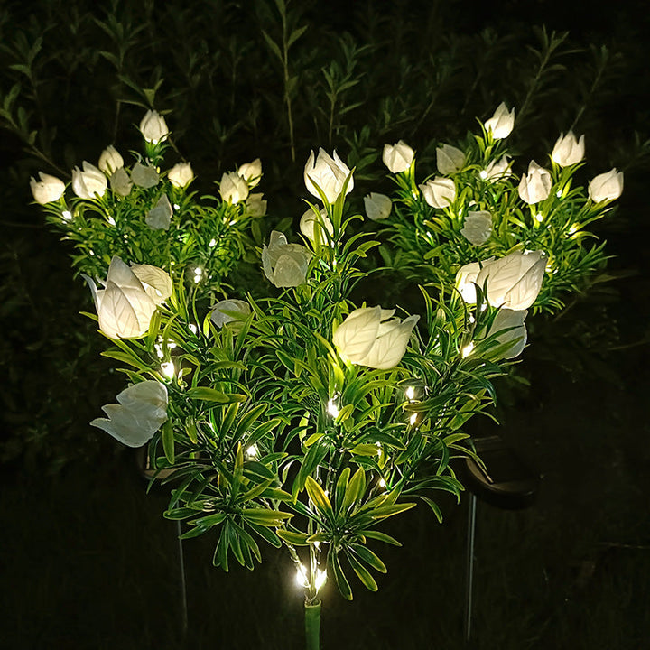 Lumière d&