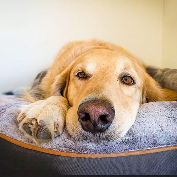 Modernes minimalistisches rechteckiges orthopädisches Haustier-Hundebett aus Memory-Schaum, Samt und Polyesterfaser mit waschbarem Bezug und rutschfester Unterseite für das Wohnzimmer 