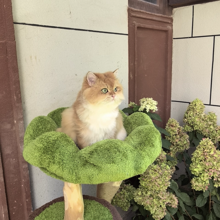 Arbre à chat contemporain créatif à 2 condos et 2 perchoirs en panneaux de particules ronds, bois fruitier naturel, tissu velours et sisal pour salon 