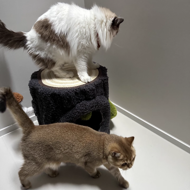 Contemporary Creative Round Medium-Density Fiberboard Velvet Fabric Sisal 1/2-Condo 1-Perch Cat Tree For Bedroom