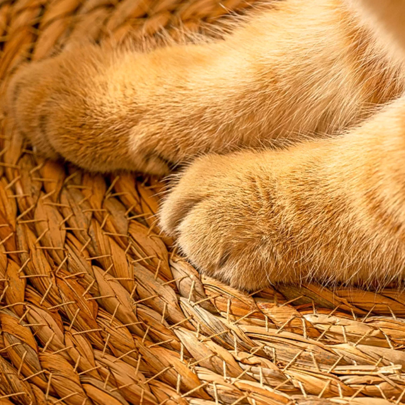 Traditional Farmhouse Round Reed Cotton Rope Cat Bed For Bedroom