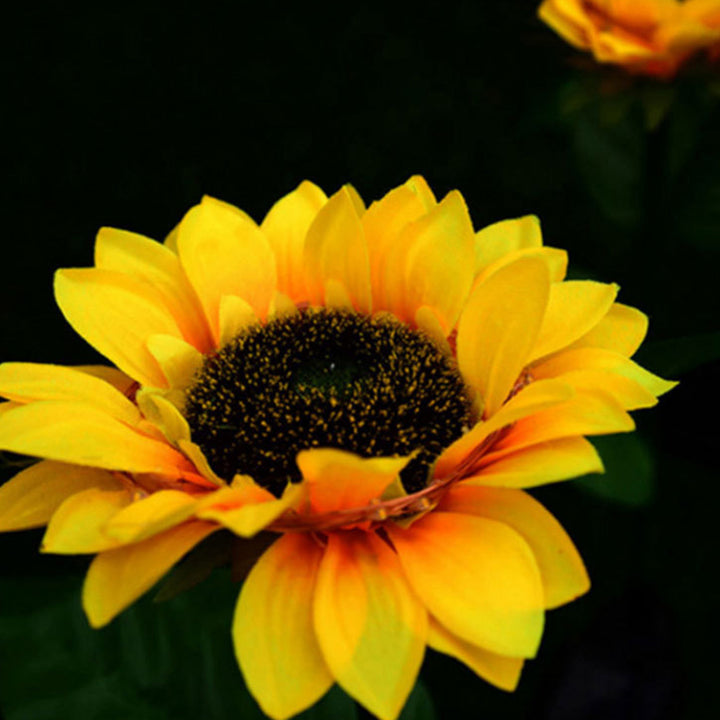 Modern Minimalist Solar Waterproof Faux Sunflower Stainless Steel ABS Fabric LED Ground Plug Landscape Lamp For Garden