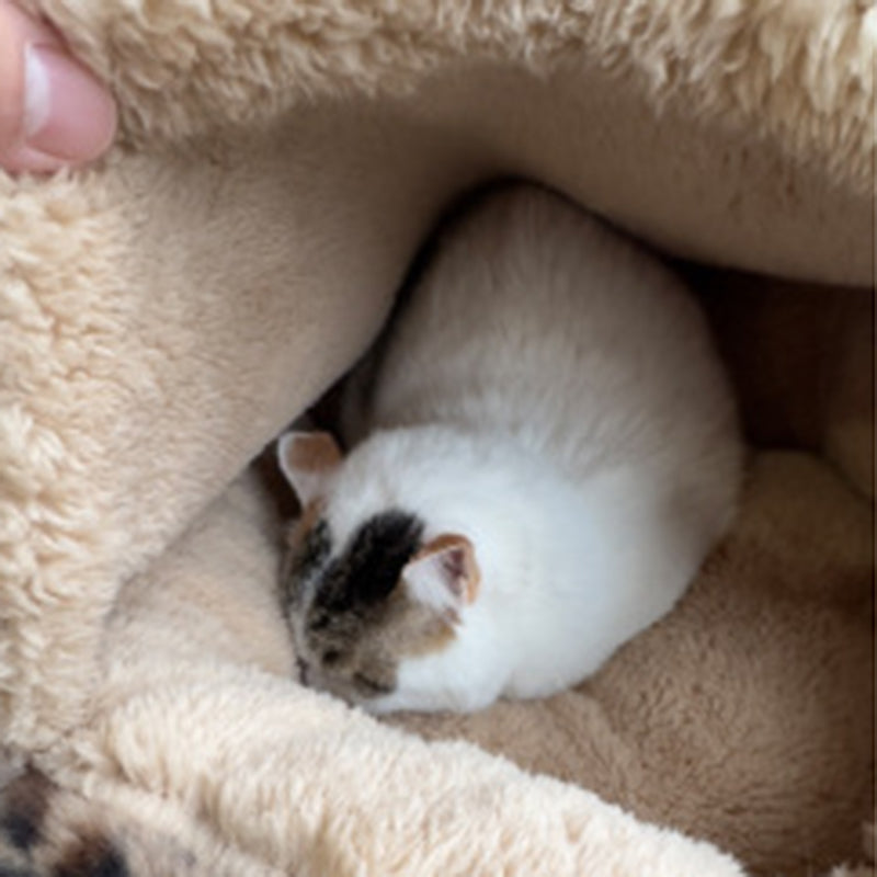 Cama contemporánea y creativa redonda para mascotas, de forro polar ártico, felpa sherpa de pelo largo, algodón PP y colores variados, cálida para gatos y perros, ideal para dormitorio 