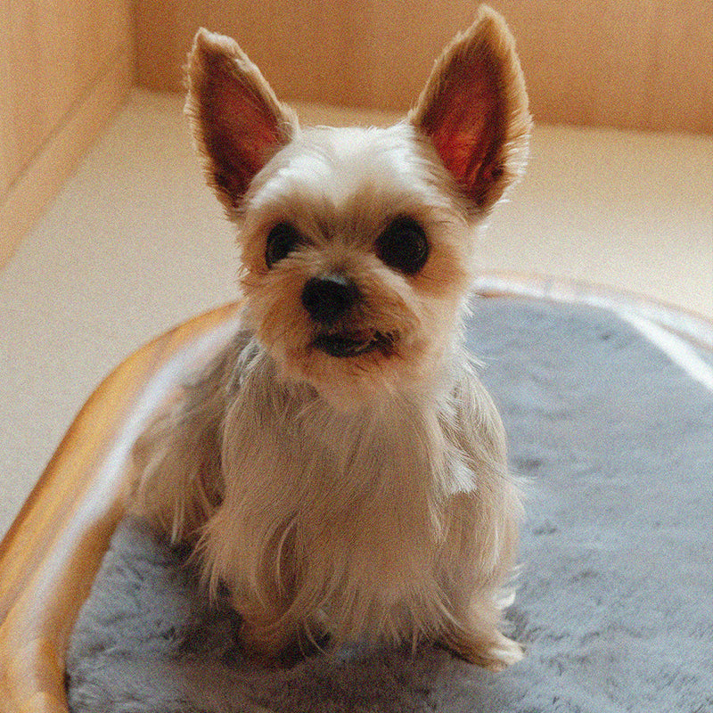 Lit pour chien et chat en cuir effet griffe de chat, bois massif ovale minimaliste moderne et velours, pour chambre à coucher 
