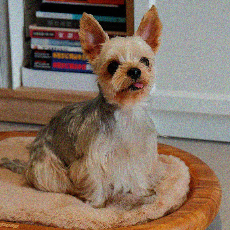 Lit pour chien et chat en cuir effet griffe de chat, bois massif ovale minimaliste moderne et velours, pour chambre à coucher 