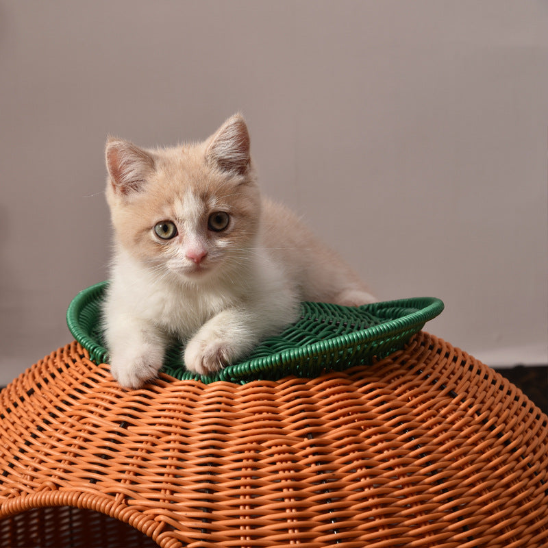 Lit pour chat tissé à la main en faux rotin en PP/PE, tissu velours, forme ronde orange, style contemporain et créatif, pour chambre et salon 