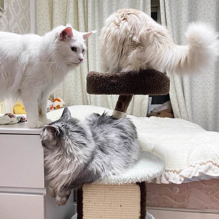 Arbre à chat contemporain et créatif en panneaux de particules ronds, bois fruitier naturel, tissu velours et sisal pour salon 
