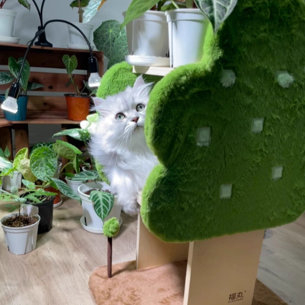 Arbre à chat en jute, forme d&