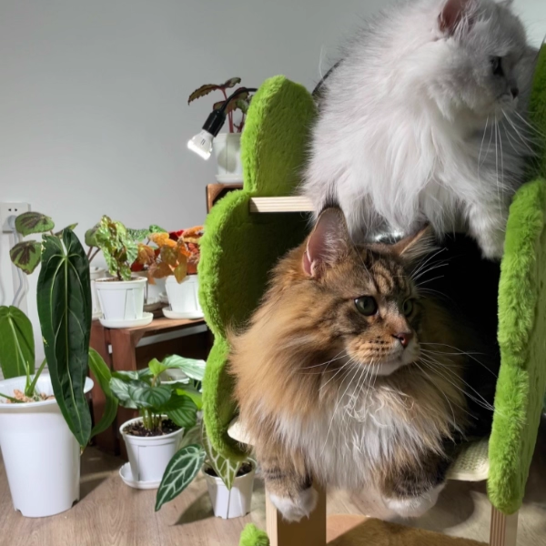Arbre à chat en jute, forme d&
