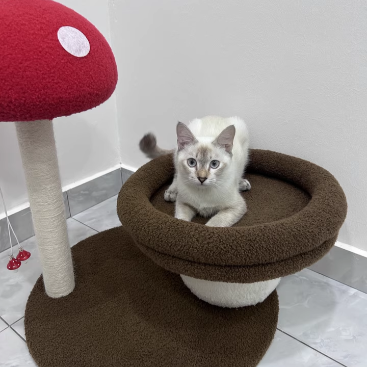Árbol para gatos en forma de hongo de fibra de densidad media redonda creativa contemporánea con tela de terciopelo y espuma de sisal para la sala de estar 