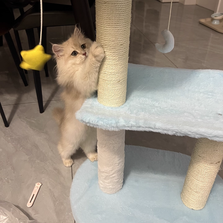 Árbol para gatos contemporáneo creativo redondo de aglomerado de partículas con tela de terciopelo y sisal nube de 2/3 niveles para sala de estar 