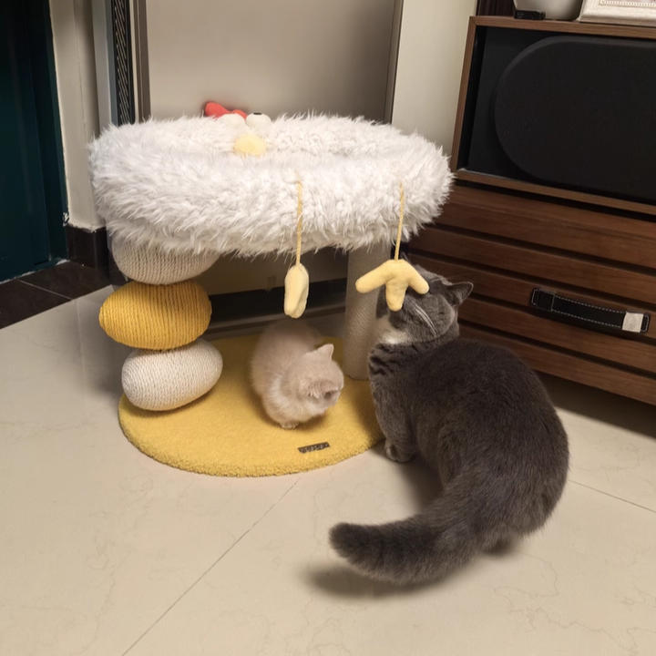 Árbol para gatos contemporáneo creativo redondo de aglomerado, tela de terciopelo y cuerda de cáñamo de 2 niveles para sala de estar 