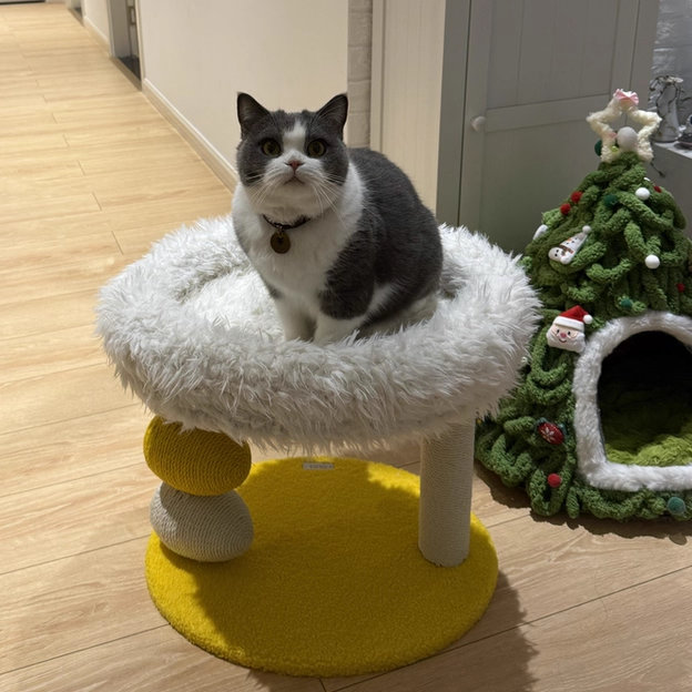 Árbol para gatos contemporáneo creativo redondo de aglomerado, tela de terciopelo y cuerda de cáñamo de 2 niveles para sala de estar 
