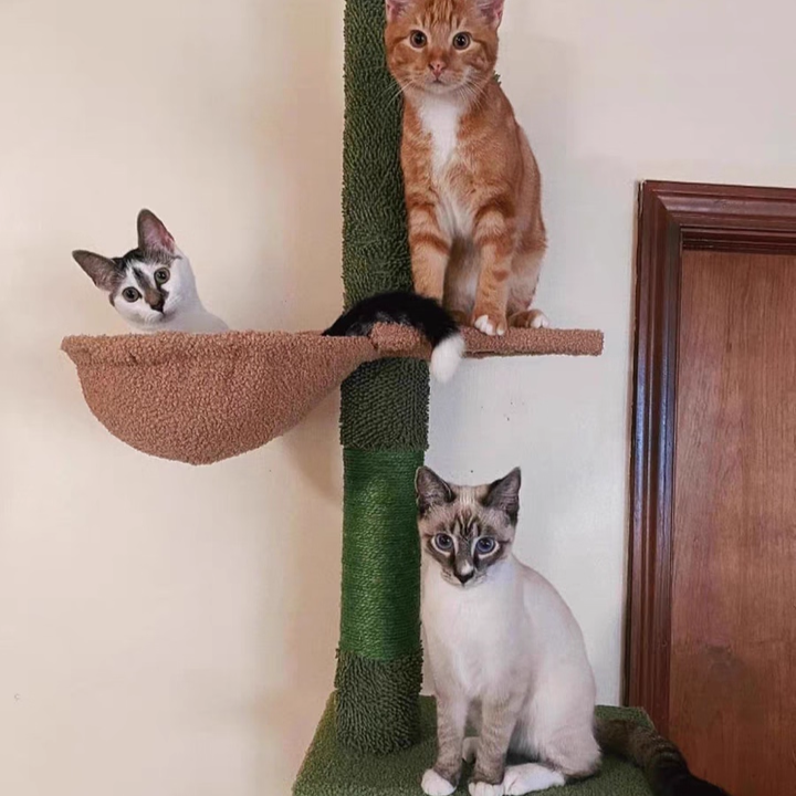 Árbol para gatos contemporáneo de partículas rectangulares de tela de terciopelo y tubo de papel de sisal con forma de cactus para sala de estar 