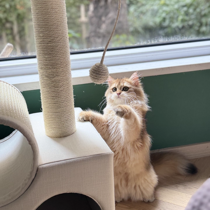 現代的なスカンジナビア風ラウンドパーティクルボードベルベット生地シサル紙管キャットツリー3段リビングルーム用 