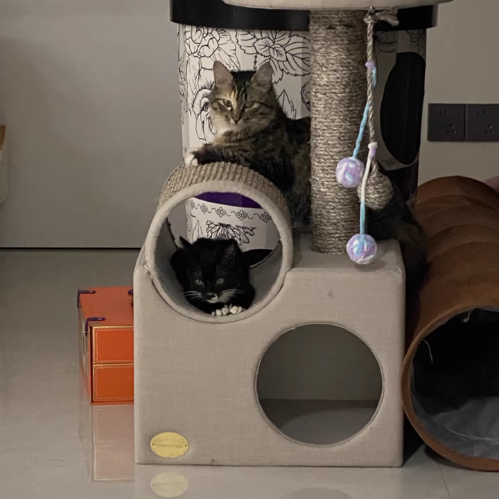 現代的なスカンジナビア風ラウンドパーティクルボードベルベット生地シサル紙管キャットツリー3段リビングルーム用 