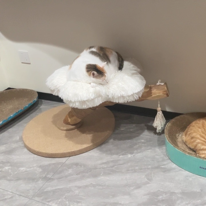 Arbre à chat contemporain scandinave rond en panneau de particules, bois de fruitier naturel, tissu velours, corde de chanvre, à 2 niveaux pour salon 