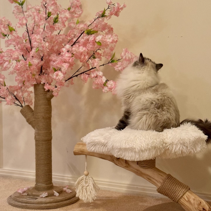 Arbre à chat contemporain scandinave rond en panneau de particules, bois de fruitier naturel, tissu velours, corde de chanvre, à 2 niveaux pour salon 