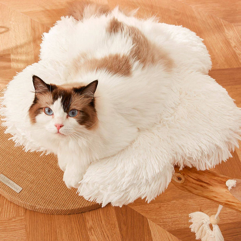 Arbre à chat contemporain scandinave rond en panneau de particules, bois de fruitier naturel, tissu velours, corde de chanvre, à 2 niveaux pour salon 
