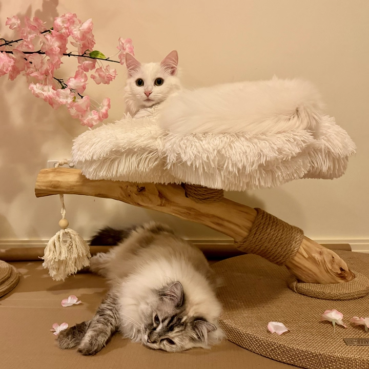 Arbre à chat contemporain scandinave rond en panneau de particules, bois de fruitier naturel, tissu velours, corde de chanvre, à 2 niveaux pour salon 