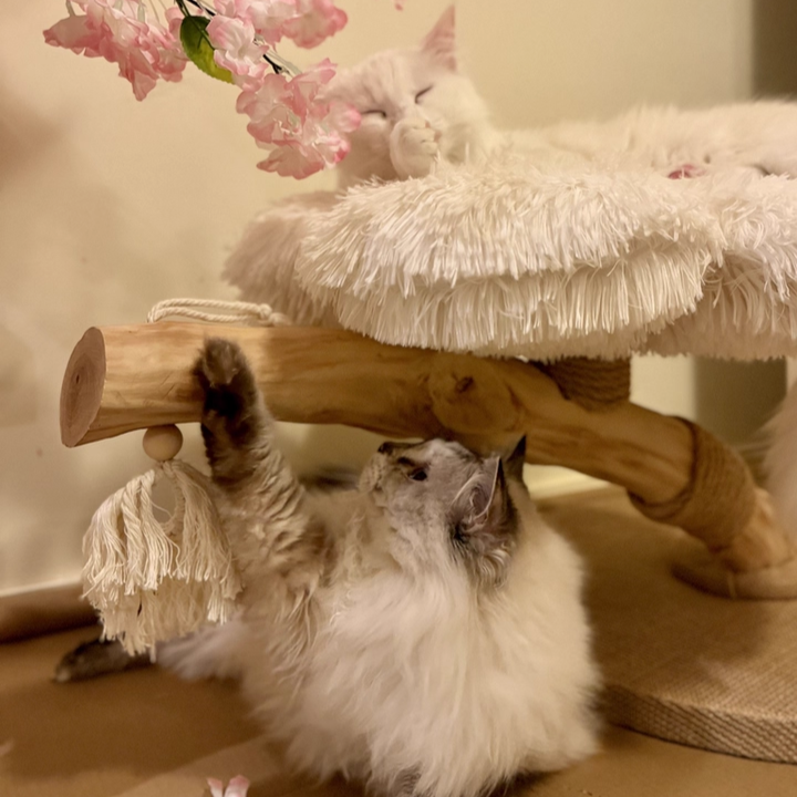 Arbre à chat contemporain scandinave rond en panneau de particules, bois de fruitier naturel, tissu velours, corde de chanvre, à 2 niveaux pour salon 