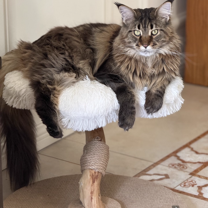 Arbre à chat contemporain scandinave rond en panneau de particules, bois de fruitier naturel, tissu velours, corde de chanvre, à 2 niveaux pour salon 