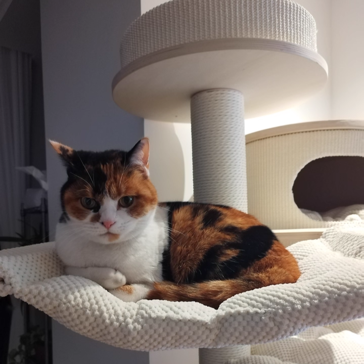 شجرة قطط عصرية على الطراز الاسكندنافي من الخشب الرقائقي ولوح ألياف متوسط الكثافة وحبل ورقي قطيفة، مع 2/3 شقة و2/3 منصة، لغرفة النوم 