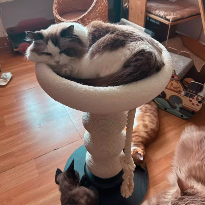 Tour pour chat contemporaine et créative en MDF, corde de sisal et courge, résistante aux rayures, peu encombrante, à 2 niveaux pour le salon 