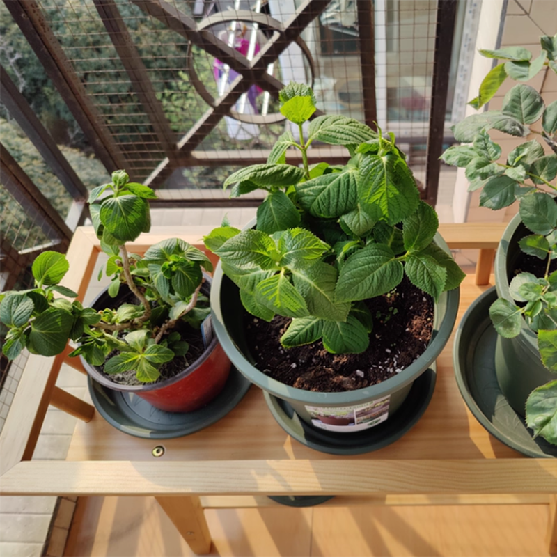Traditionelles rustikales trapezförmiges Pflanzenregal aus Kiefernholz, 2-stufig, leicht, für den Garten 