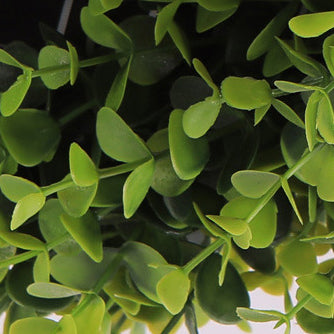 Creative Decorative Green Plant Flush Mount Ceiling Light