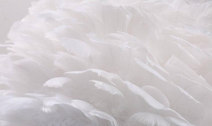 Modern Swan Feather 1-Light Globe Standing Table Lamp