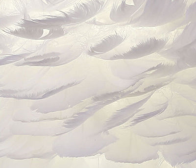 Nordic Creative Feather 1-Light  Wall Sconce Lamp